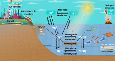 Mercury methylation in boreal aquatic ecosystems under oxic conditions and climate change: a review